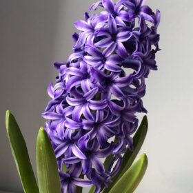hyacinten